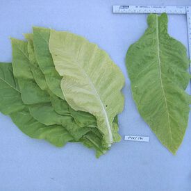 PYKY 171, Tobacco Seed